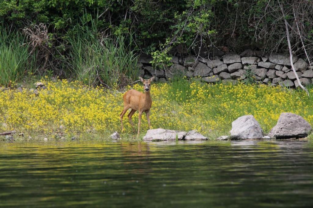 Le Ponton Des Sympetrums Aurec-Sur-Loire Luaran gambar